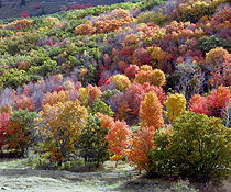 Log Cabins Fall Foliage