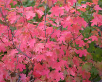 Southern Utah Fall Colors