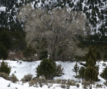 Mountain Log Cabin View