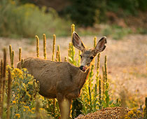 Southern utah Mule Deer